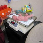 Nolan Getting weighed Nolan Getting weighed
