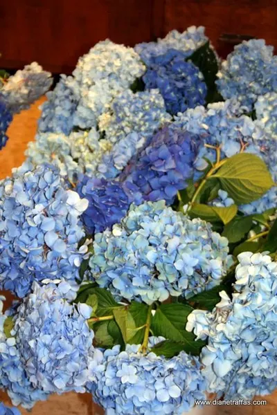 Blue Hydrangeas