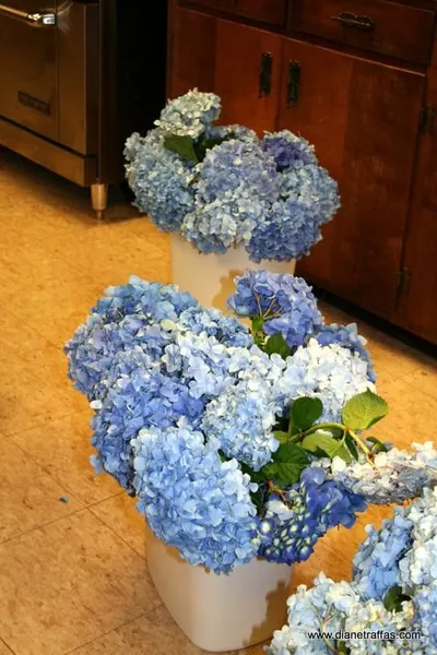 Blue Hydrangeas
