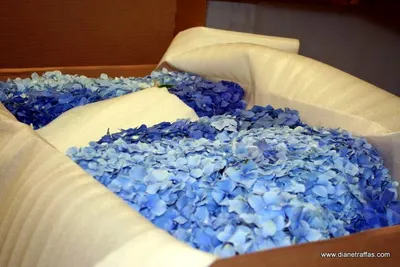 Blue Hydrangeas