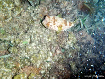 Puffer fish!