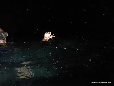 Snorkeling instructor holding a crab