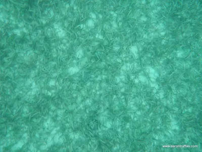 View of the sea floor from the kayak