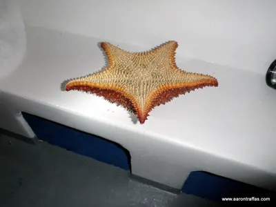 Starfish