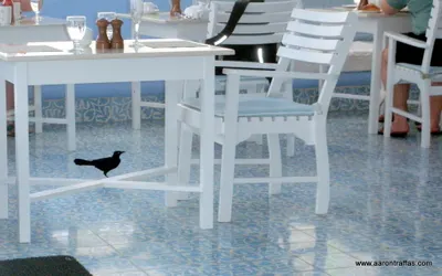Birds roam free on the patio, eating leftovers