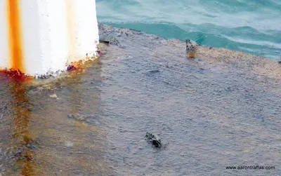 Crabs on the pier
