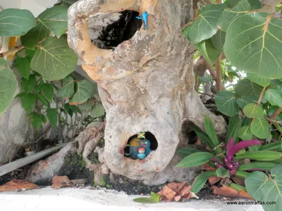 Someone had some fun with a hollow tree